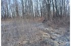 Property photo 41 - East Allen County - 55 Acre Land Auction